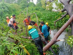 11 Pohon Tumbang di Makassar Akibat Angin Kencang, 1 Mobil Tertimpa