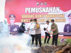 Video Momen Pemusnahan 47 Ribu Batang Ganja di Lumajang