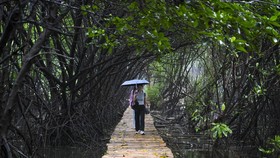 FOTO: Hutan Mangrove, Penyerap Karbon Pelindung Ekositem Pesisir