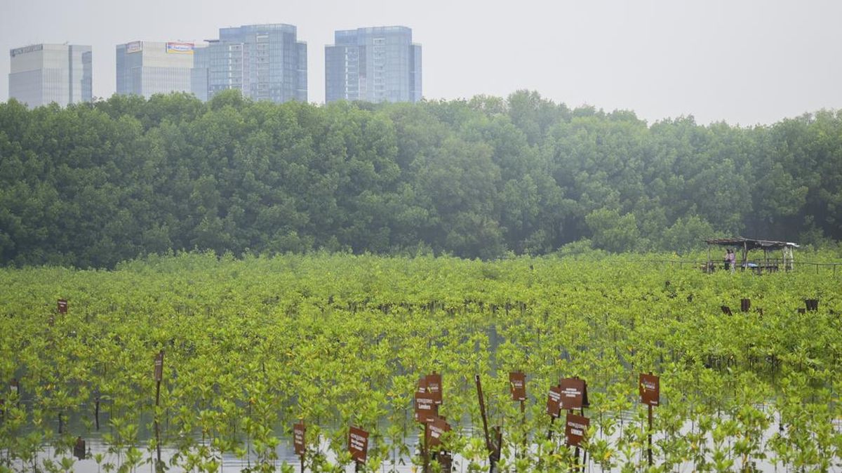 Apa Pentingnya Restorasi Mangrove Buat Bumi?
