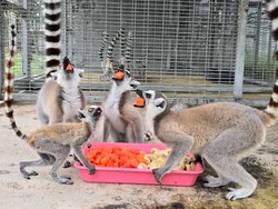 Hampir 1.000 Hewan Sangat Terancam Punah Dipulangkan ke Madagaskar