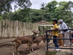 7.800 Wisatawan Padati Bandung Zoo di Hari Kedua Lebaran