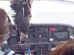Burung Nasar Tabrak Kaca Depan Pesawat di Brasil, Kok Bisa Tembus?