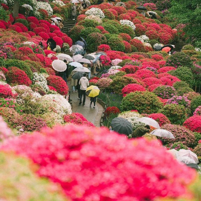 Ilustrasi Azalea Garden