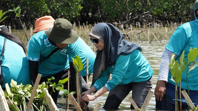 KALLA melakukan penanaman ribuan bibit pohon di Pesisir Pangkep untuk melanjutkan program carbon offset melalui ajang KYF 2024.