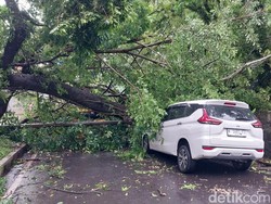 Brak! Pohon Tumbang Timpa 2 Mobil di Jalan Terusan Dieng Kota Malang
