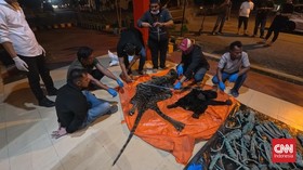 Tiga Perangkat Desa di Aceh Ditangkap Terkait Jual Beli Kulit Harimau