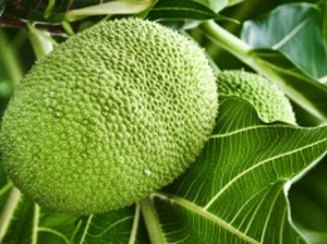 Sakti! Buah Asli RI Disebut Bisa Atasi Kiamat-Diburu Orang Eropa Sakti! Buah Asli RI Disebut Bisa Atasi Kiamat-Diburu Orang Eropa