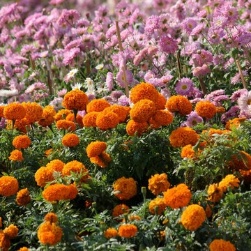 3 Tanaman Cantik Ini Ampuh Usir Nyamuk! Apa Saja?