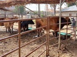 Indonesia Beri Pelatihan Teknologi Inseminasi Buatan ke Peternak di Afrika