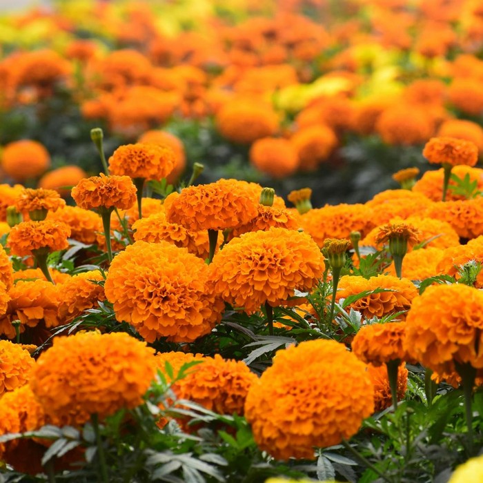 Marigold/ Foto: Paxels.com/GM Rajib