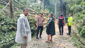 Kronologi 2 WNA Tewas Tertimpa Pohon Roboh di Monkey Forest Ubud Bali