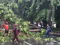 Hujan Angin di Surabaya, 4 Pohon Tumbang dan 1 Atap Roboh