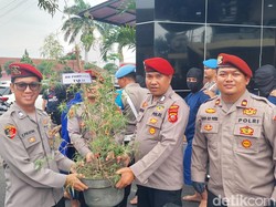 Ulah Konyol Warga Lembang Tanam Ganja di Halaman Rumah Berujung Bui