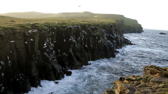 Terletak sekitar 40 kilometer di lepas pantai utara Islandia, terdapat pulau kecil bernama Grimsey yang jadi rumah bagi populasi burung laut.