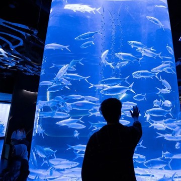 5 Destinasi Wisata Akuarium di Jakarta, Bisa Jadi Ide Liburan Akhir Tahun!