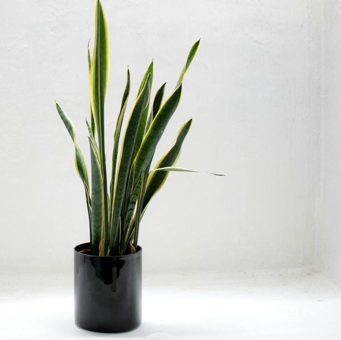 Tanaman Ular/ Foto: Paxels.com/Fabian Stroobants