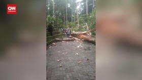 VIDEO: Detik-detik Pohon Tumbang di Ubud Bali, Dua WNA Tewas Tertimpa