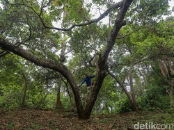 Melirik Pohon Lokal Jawa Timur, Cocok Ditanam Sepanjang Tahun!
