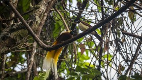 Anggota DPR Sebut Pembakaran Mahkota Cenderawasih Tak Sesuai UU