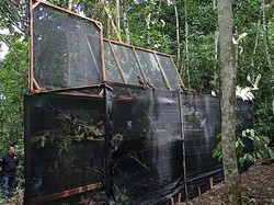 Petugas Ungkap Modus-Jalur Penyelundupan Burung Endemik Papua ke Filipina