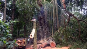 Monkey Forest Ubud Tutup Sementara Usai Pohon Tumbang Tewaskan 2 Turis