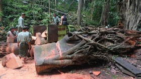 FOTO: Monkey Forest Ubud Tutup Imbas Pohon Tumbang Tewaskan 2 Turis