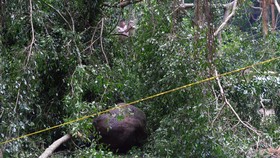 Wisatawan Kemah di Tawangmangu Tewas Tertimpa Pohon Pinus