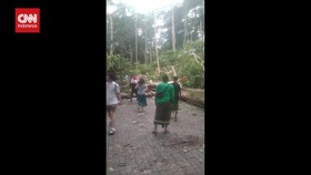 VIDEO: Pohon Tumbang di Monkey Forest Ubud Tumbang, 2 Turis Tewas