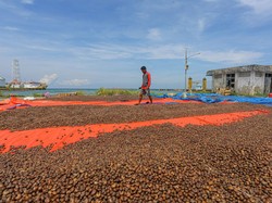 Gurihnya Bisnis Kacang Mete di Konawe Kepulauan, Omzetnya Ratusan Juta!