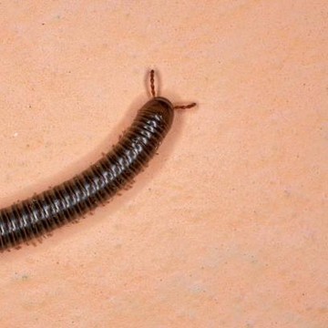 Penyebab Muncul Kaki Seribu dan Kelabang di Rumah serta Cara Basminya