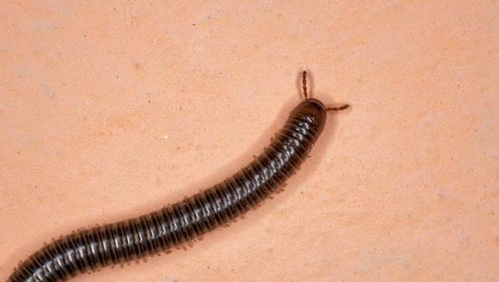 Penyebab Muncul Kaki Seribu dan Kelabang di Rumah serta Cara Basminya