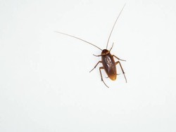 Asal Muasal Kecoak Bisa Masuk dan Berkembang Biak di Indonesia