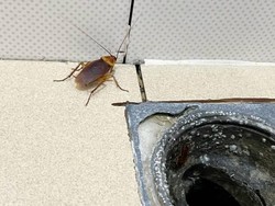Kenapa Kecoak Sering Muncul di Kamar Mandi? Ini Penyebabnya