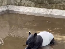 Seekor Tapir Terperangkap di Kolam Dinas Kelautan dan Perikanan Pasbar