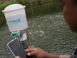 Begini IoT yang Diberi BAKTI untuk Pembudidaya Tambak di Lampung