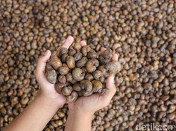 Punya 1,8 Miliar Penduduk, India Incar Mete hingga Pinang dari RI