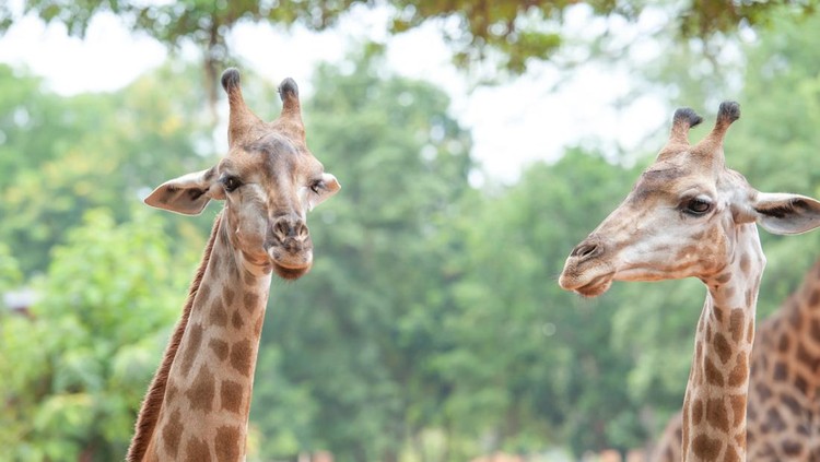 Taman Safari Bogor
