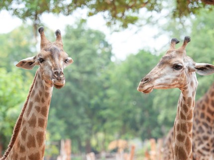 30 Rekomendasi Wisata Anak di Bogor Terbaik, Liburan Seru Bareng Keluarga