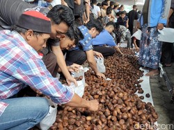 Harga Salak Hanya Rp 500 Per Kg, Petani Banjarnegara Sedekahkan 2 Ton Panenan