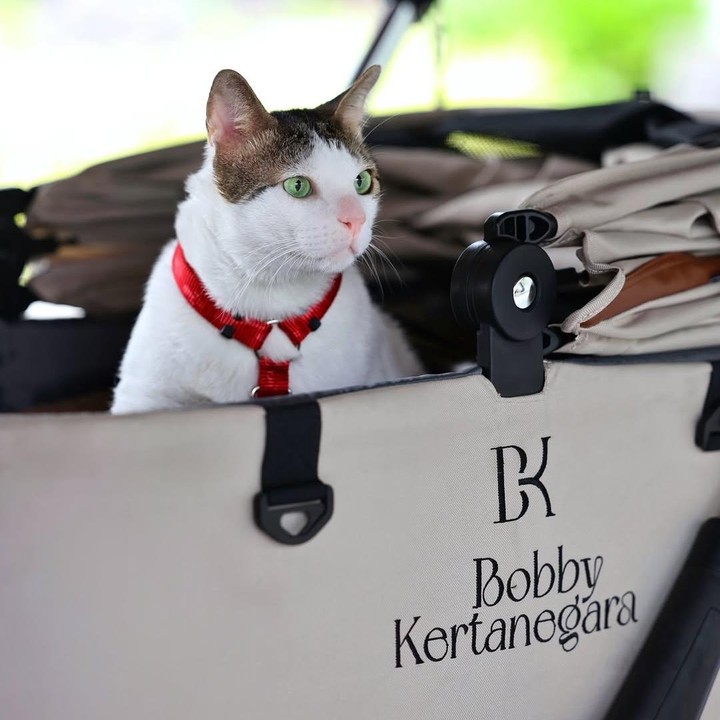 <p>Bobby yang hadir di acara tersebut tampak mengenakan pakaian batik. Sambil menaiki stroller kucing, Bobby menerima penghargaan sambil didampingi sejumlah ajudan. (Foto: Instagram @bobbykertanegara)</p>