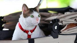 Intip Hadiah yang Diterima Bobby Kucing Prabowo dari Bill Gates-PM Australia