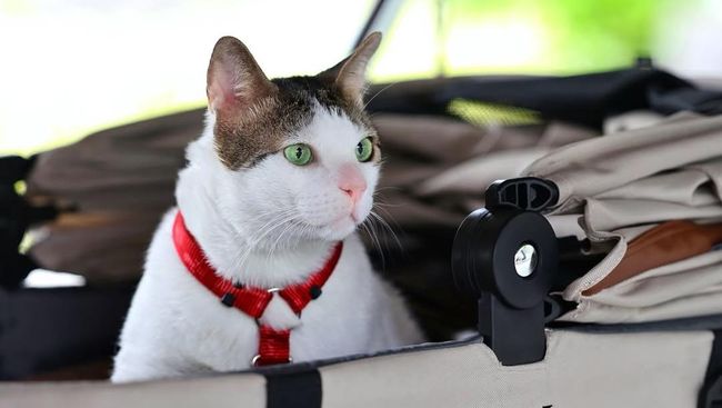 Intip Hadiah yang Diterima Bobby Kucing Prabowo dari Bill Gates-PM Australia