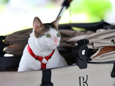 Intip Hadiah yang Diterima Bobby Kucing Prabowo dari Bill Gates-PM Australia