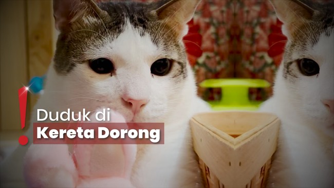 Kucing Prabowo, Bobby Kertanegara Menang Kategori 'Siapa' Google