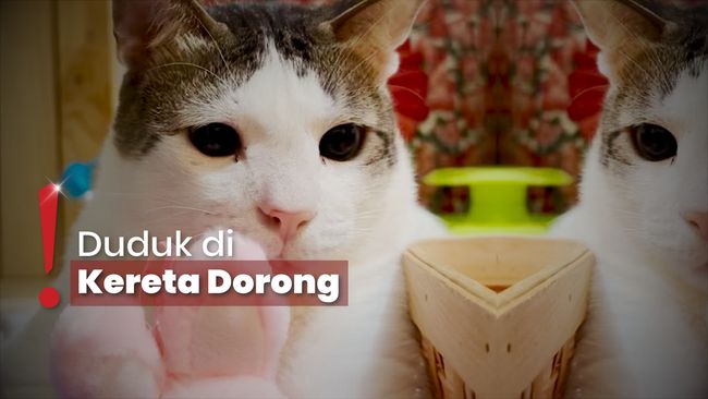 Kucing Prabowo, Bobby Kertanegara Menang Kategori ‘Siapa’ Google