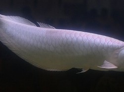 Ini 6 Ikan Termahal di Dunia, Ada yang Harganya Miliaran
