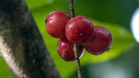 Namanya Jarang Didengar, tapi Buah Lobi-lobi Punya Segudang Manfaat