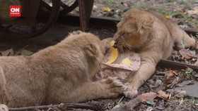 VIDEO: Tingkah Unik Anak Singa Buka Kado Natal di London Zoo