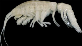 Penampakan Penemuan Kepiting Predator di Palung Terdalam Pasifik